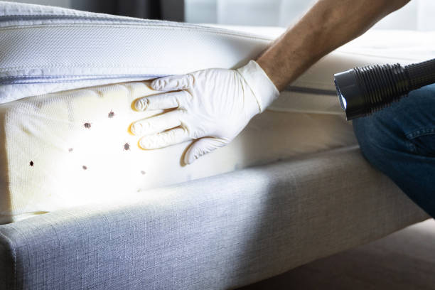 Best Wasp Removal Services  in Vinings, GA